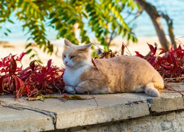 Beyaz boyunlu ve beyaz pençeli kızıl bir kedi gün boyunca güneşte dinlenir.