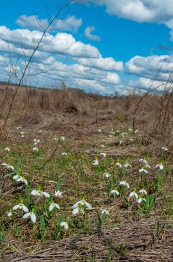 Galanthus elwesii (Elwes 's, more snowdrop), vahşi doğada çiçek açan kar damlaları, Ukrayna