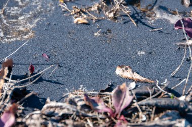 Yüzeyde, tuzlu Tiligul haliçlerinde, Ukrayna 'da Odeslerde Colmbola birikmesi