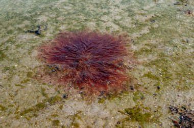 Kırmızı algler Polysiphonia sp. Tuzlu Tiligul halklarının kıyısında, Ukrayna