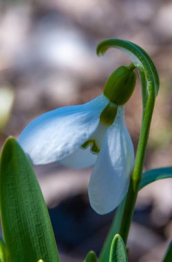 Galanthus elwesii (Elwes 's, daha büyük kar damlası), vahşi doğada beyaz kardelen çiçekleri, Ukrayna 