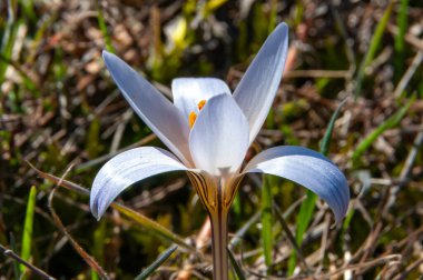 Çiğdem reticulatus. Tiligul Haliç, kırmızı kitap Ukrayna'nın eteklerinde vahşi bir soğanlı bitki