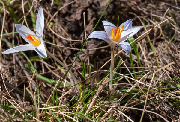 Crocus reticulatus. A perennial bulbous plant in the wild on the slopes of the Tiligul estuary, the Red Book of Ukraine