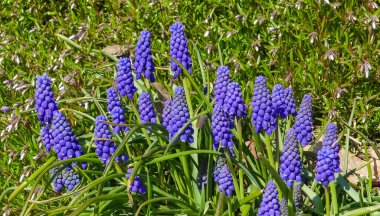 Muscari botryoides - mavi küme şeklinde çiçekli bir bitki grubu, Ukrayna