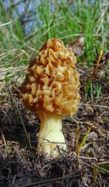 Mantar sarısı morel (Morchella esculenta) - yaygın olarak bilinen adıyla morel, morel mantarı ve sünger morel. 