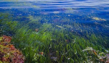 Red and Green algae  and seagrass Zostera noltii in the shallow waters of the Tiligul estuary in southern Ukraine clipart