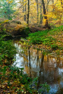 Sonbahar manzarası, Sofievsky parkında sarı yapraklı renkli ağaçlar, Uman
