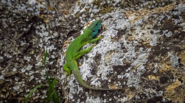 Yeşil Kertenkele (Lacerta viridis), kaya üzerinde oturan erkek.