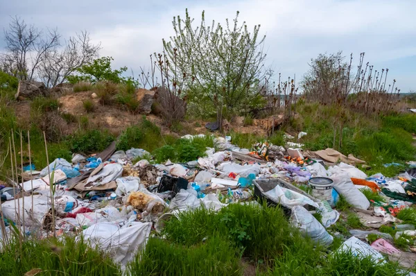 Glassswort, glassswort (Salicornia europaea), Tuza dayanıklı bitkiler 
