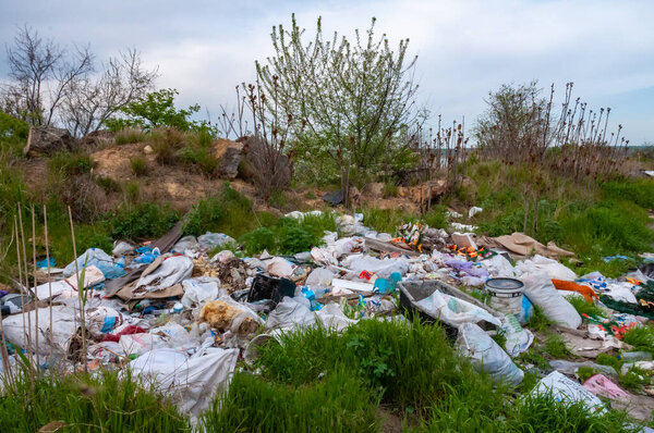 common glasswort, glasswort (Salicornia europaea), Salt tolerant plants on cracked earth 