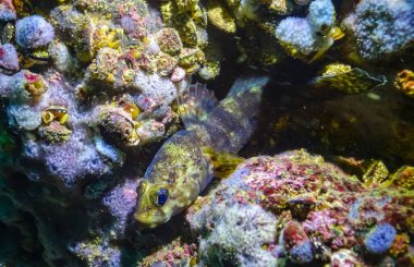 Rock goby (Gobius paganellus), geceleyin Bulgaristan 'ın Tyulenovo kasabası yakınlarındaki Karadeniz' deki kayaların arasında balık avlar.