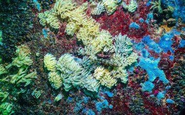 Karadeniz 'deki istilacı Rapana venosa' nın yırtıcı kozaları. Karadeniz 'in Hayvanı