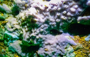 Bulgaristan 'daki sualtı mağaralarında deniz süngeri, Karadeniz Faunası