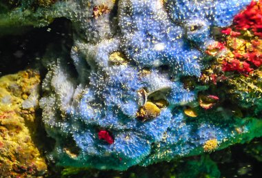 Bulgaristan 'daki sualtı mağaralarında deniz süngeri, Karadeniz Faunası