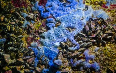 Bulgaristan 'daki sualtı mağaralarında deniz süngeri, Karadeniz Faunası