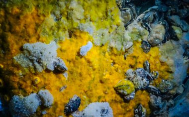 Bulgaristan 'daki sualtı mağaralarında deniz süngeri, Karadeniz Faunası