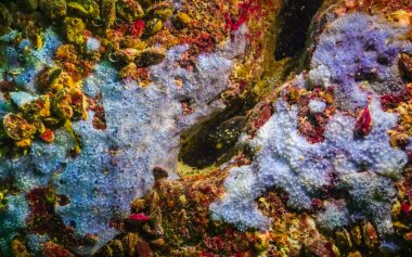 Bulgaristan 'daki sualtı mağaralarında deniz süngeri, Karadeniz Faunası