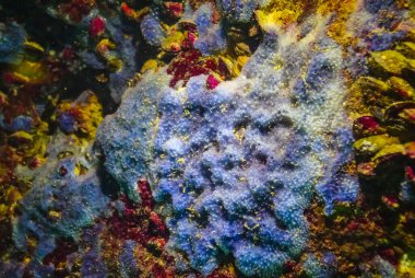 Bulgaristan 'daki sualtı mağaralarında deniz süngeri, Karadeniz Faunası