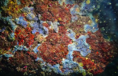 Bulgaristan 'daki sualtı mağaralarında su yosunları ve deniz süngerleri, Karadeniz' in Faunası