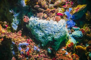 Bulgaristan 'daki sualtı mağaralarında deniz süngeri, Karadeniz Faunası