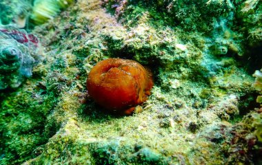 Boncuk şakayığı (Actinia equina), Bulgaristan ve Karadeniz açıklarındaki sualtı kayaları üzerinde deniz şakayıkları 