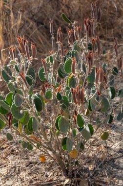 Senna pilosior - Taş çöl, bitkiler xerophytes, Texas 'ta Big Bend Milli Parkı' nda kurumuş bir nehir yatağının çöl manzarası