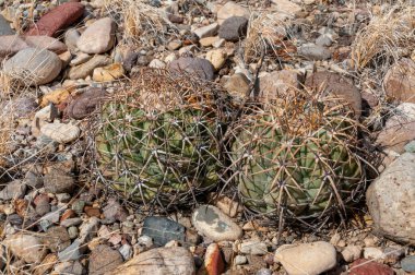 Türk baş kaktüsü (Echinocactus horizonthalonius) Big Bend Ulusal Parkı 'ndaki Teksas Çölü' nde.