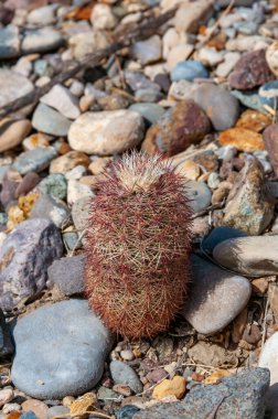 Gökkuşağı kaktüsü (Echinocereus pectinatus). Big Bend Ulusal Parkı, Teksas Kaktüsü