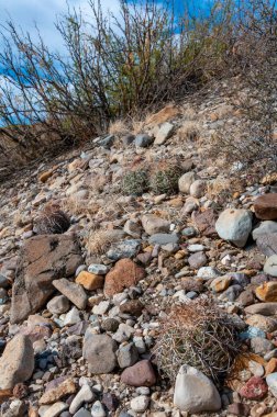 Türk baş kaktüsü (Echinocactus horizonthalonius) Big Bend Ulusal Parkı 'ndaki Teksas Çölü' nde.