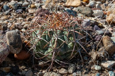 Türk baş kaktüsü (Echinocactus horizonthalonius) Big Bend Ulusal Parkı 'ndaki Teksas Çölü' nde.
