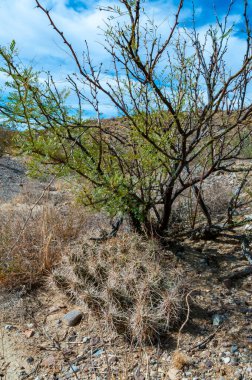 Çilekli kirpi kaktüsü (Echinocereus stramineus), Teksas Çölü 'nde Big Bend Ulusal Parkı' nda saman renkli kirpi. 