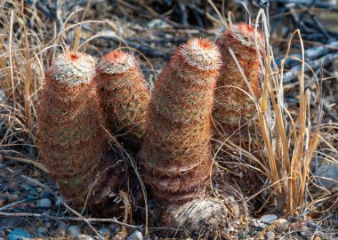 Gökkuşağı kaktüsü (Echinocereus pectinatus), çöldeki taşların arasında çalı bitkisi. Big Bend Ulusal Parkı, Teksas Kaktüsü