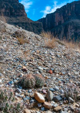 Türk baş kaktüsü (Echinocactus horizonthalonius) Big Bend Ulusal Parkı 'ndaki Teksas Çölü' nde.