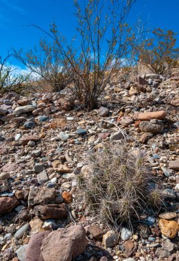 Çilekli kirpi kaktüsü (Echinocereus stramineus), Teksas Çölü 'nde Big Bend Ulusal Parkı' nda saman renkli kirpi. 