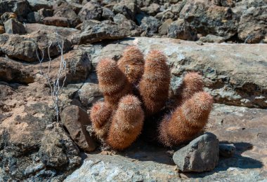 Gökkuşağı kaktüsü (Echinocereus pectinatus), çöldeki taşların arasında çalı bitkisi. Big Bend Ulusal Parkı, Teksas Kaktüsü