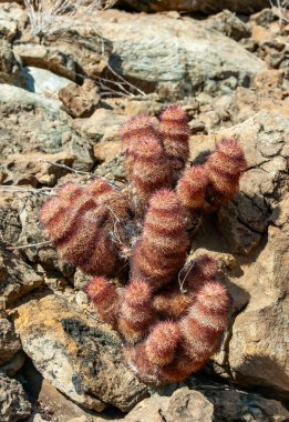 Gökkuşağı kaktüsü (Echinocereus pectinatus), çöldeki taşların arasında çalı bitkisi. Big Bend Ulusal Parkı, Teksas Kaktüsü