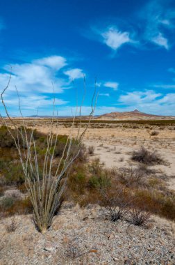 Big Bend Ulusal Parkı 'nın Chihuahuan Çölü' ndeki Kaktüs Ocotillo bitkisi (Fouquieria splendens)