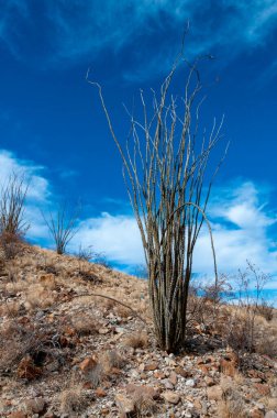 Big Bend Ulusal Parkı 'nın Chihuahuan Çölü' ndeki Kaktüs Ocotillo bitkisi (Fouquieria splendens)