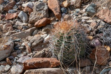 Türk baş kaktüsü (Echinocactus horizonthalonius) Big Bend Ulusal Parkı 'ndaki Teksas Çölü' nde.