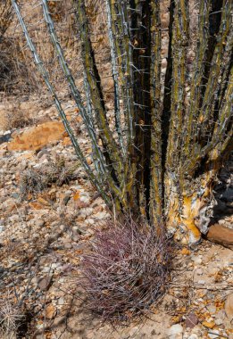Kedi pençesi kaktüsü (
