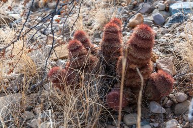 Gökkuşağı kaktüsü (Echinocereus pectinatus), çöldeki taşların arasında çalı bitkisi. Big Bend Ulusal Parkı, Teksas Kaktüsü