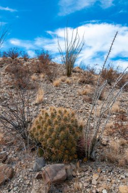 Çöl manzarası, Çilek kirpi kaktüsü (Echinocereus stramineus), Teksas 'taki Big Bend Ulusal Parkı' nda saman renkli kirpi.