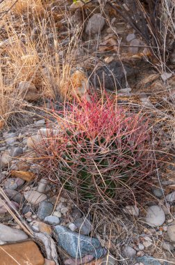 Kedi pençesi kaktüsü (