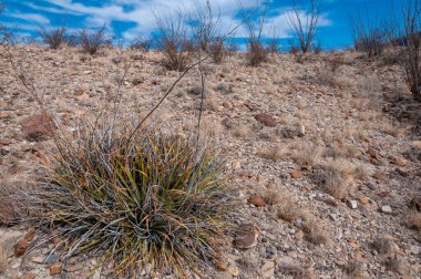 Kuraklığa dayanıklı kaktüsleri, yuccaları ve Teksas 'ın Big Bend NP' inde agavları olan bir çöl manzarası.