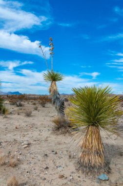 Faxon yucca, İspanyol hançeri (Yucca faxoniana), sonbaharda Yucca Vadisi, Big Bend, Teksas 'ta mavi gökyüzüne karşı dev yukka çiçekleri.   