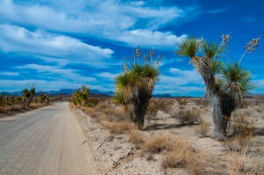 Faxon yucca, İspanyol hançeri (Yucca faxoniana), sonbaharda Yucca Vadisi 'nde yol boyunca dev yukka ağaçları, Big Bend, Teksas