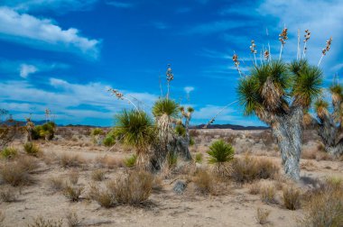 Faxon yucca, İspanyol hançeri (Yucca faxoniana), sonbaharda Yucca Vadisi 'nde yol boyunca dev yukka ağaçları, Big Bend, Teksas