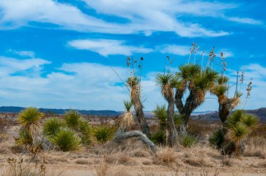 Faxon yucca, İspanyol hançeri (Yucca faxoniana), sonbaharda Yucca Vadisi 'nde yol boyunca dev yukka ağaçları, Big Bend, Teksas