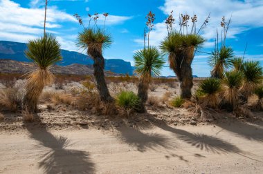 Faxon yucca, İspanyol hançeri (Yucca faxoniana), sonbaharda Yucca Vadisi 'nde yol boyunca dev yukka ağaçları, Big Bend, Teksas
