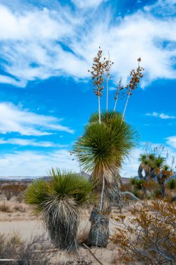 Faxon yucca, İspanyol hançeri (Yucca faxoniana), sonbaharda Yucca Vadisi 'nde yol boyunca dev yukka ağaçları, Big Bend, Teksas